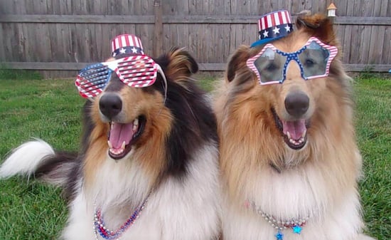 Photos Of Cute Dogs And Puppies In July 4th Costumes Popsugar Pets