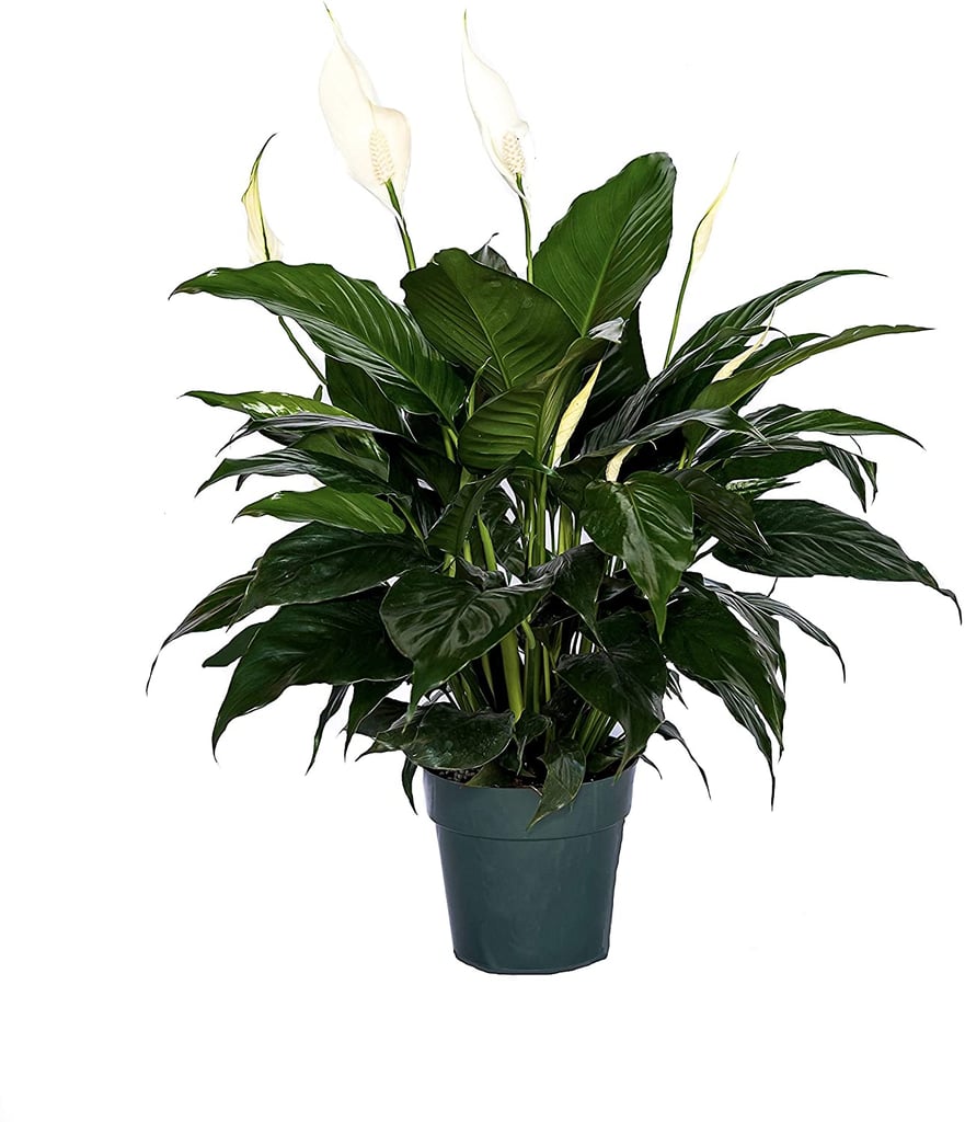 Peace Lily Plant