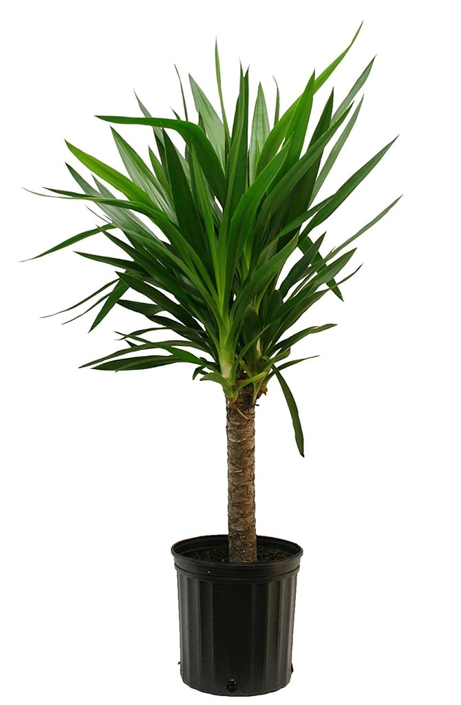 Yucca Cane ($35)