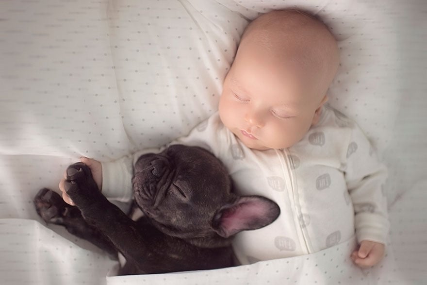 Baby and French Bulldog Pictures
