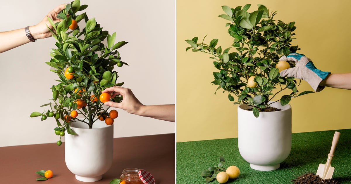 Get Mini Citrus Trees Delivered to Your Doorstep POPSUGAR Home UK