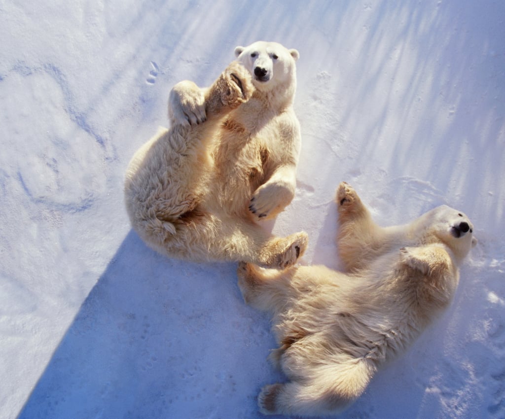 Polar Bears Exploring the Canadian Tundra Virtual Tour