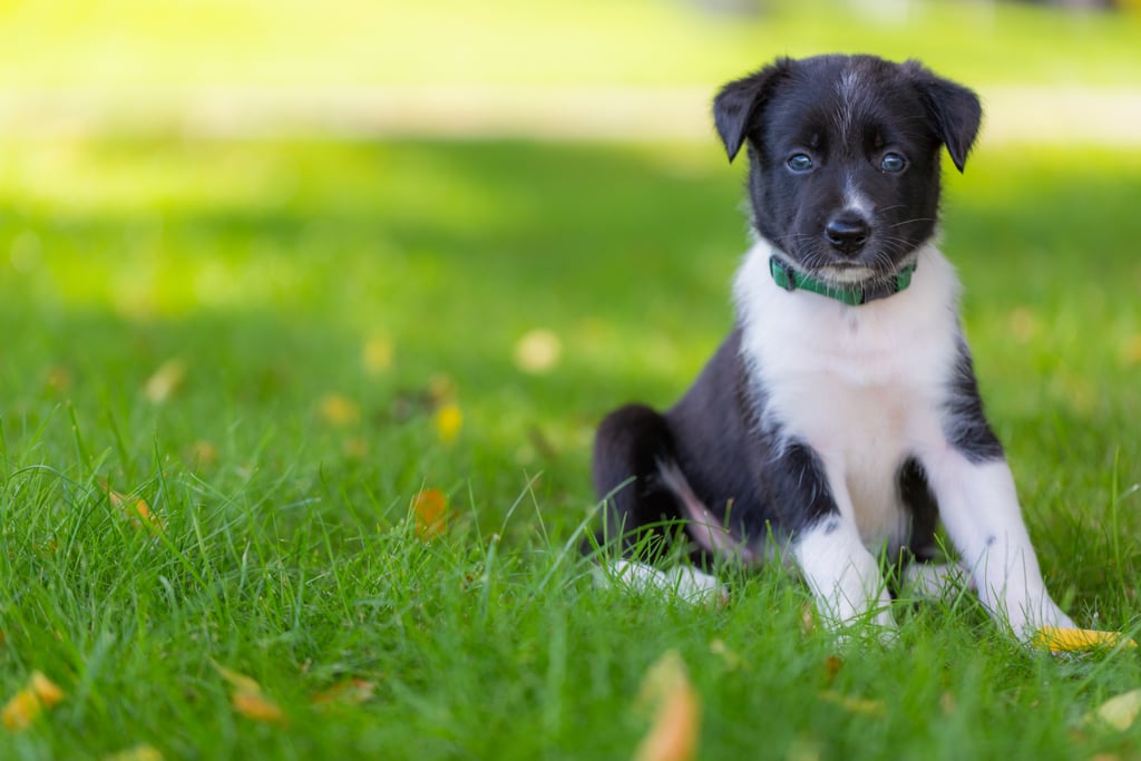 Cute Pictures of Border Collies