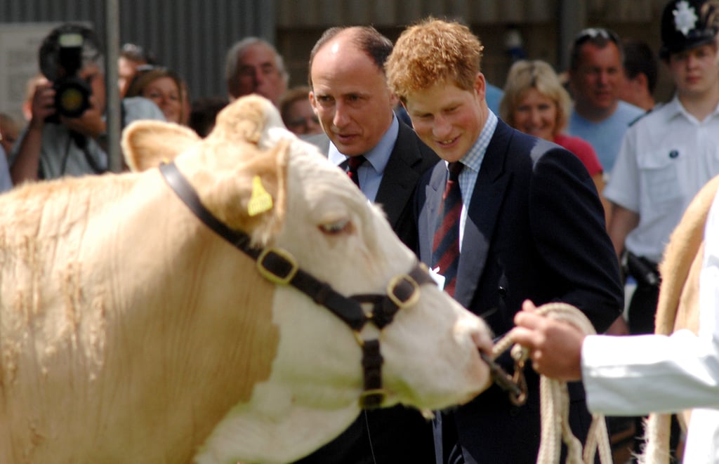 Prince Harry With Animals Pictures