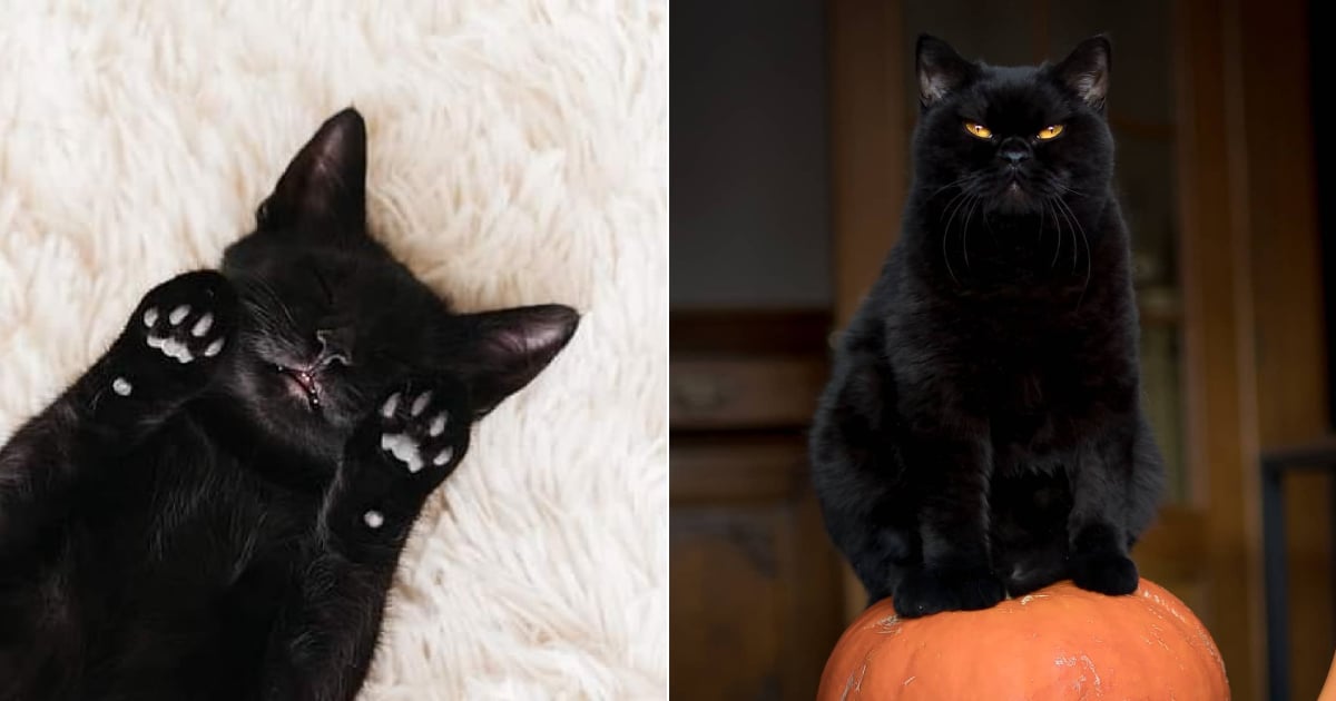 cutest black cats in the world