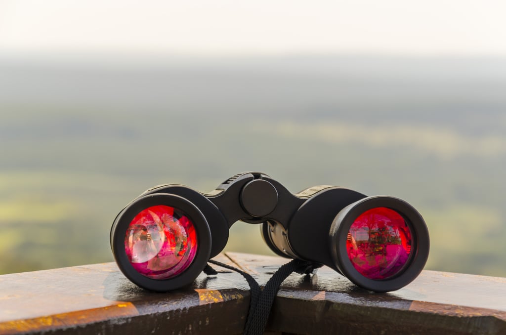 Watch birds and wildlife, and try to identify them with a book or app.