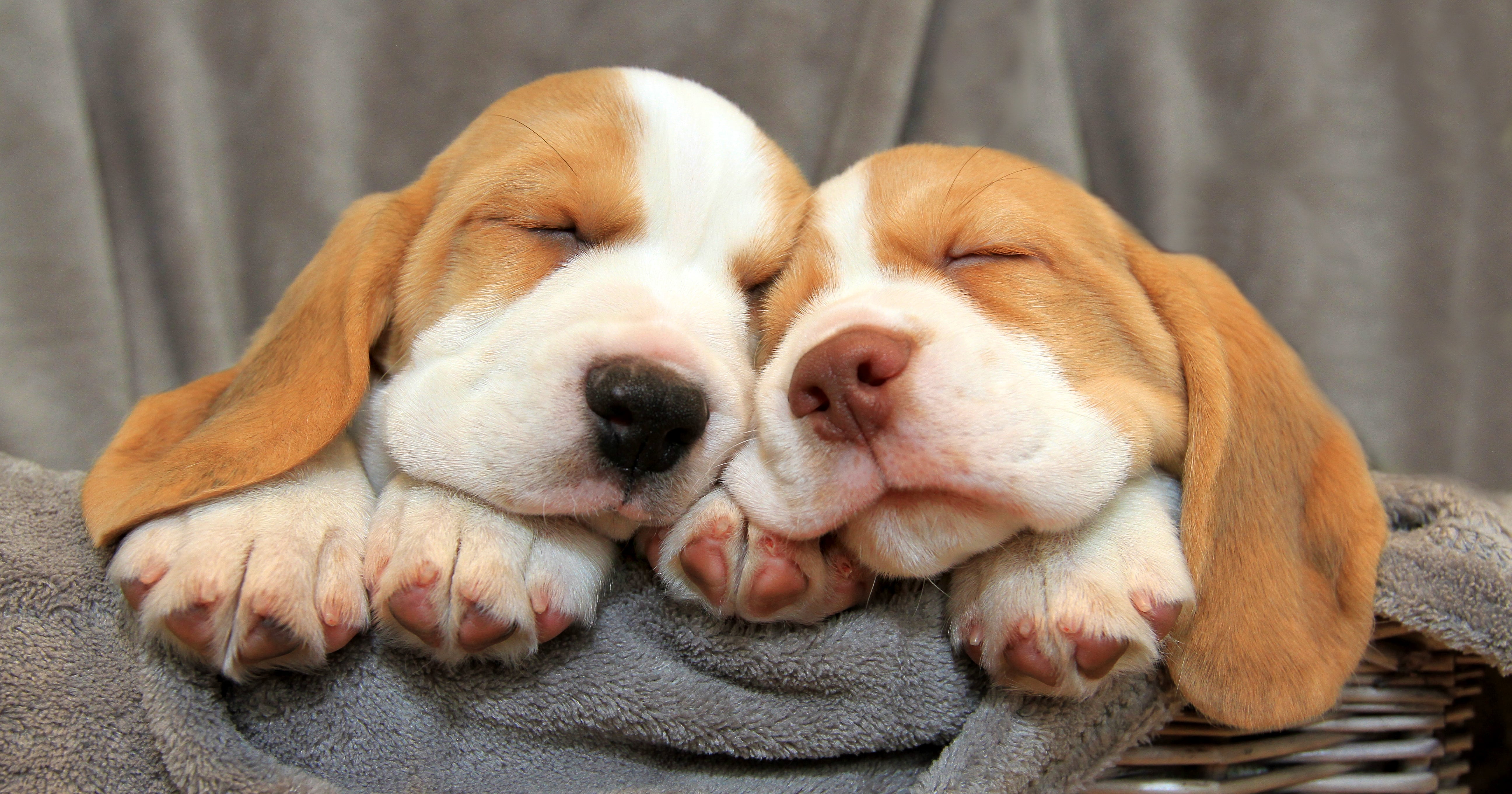 why are beagles cute?