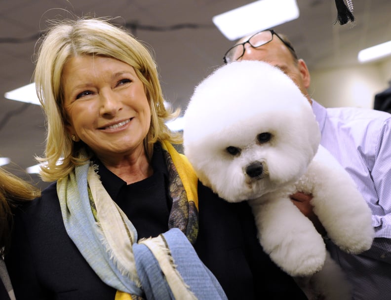 Martha Stewart stops to look at a Bichon Frises in the staging area during the 136th Westminster Kennel Club  Annual Dog Show held at Madison Square Garden. February 13, 2012.  AFP PHOTO / TIMOTHY A. CLARY (Photo credit should read TIMOTHY A. CLARY/AFP/Ge