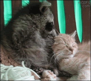 When you love your pets just a little too hard