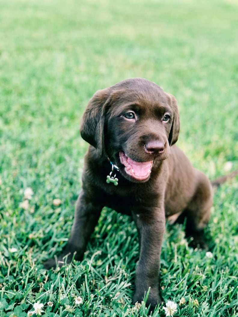 Cute girl dog names outlet 2019