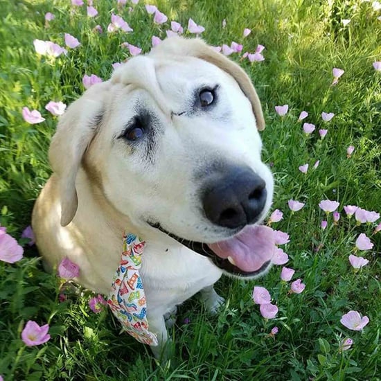 Woman Adopts Dog With Facial Deformity