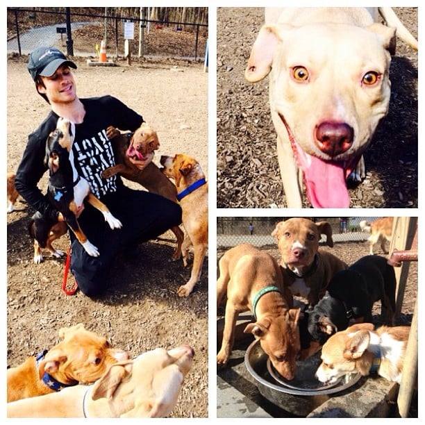 Ian Somerhalder was attacked by all his adorable puppies.
Source: Instagram user iansomerhalder