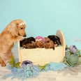 A Photographer Took Photos of Her Dachshund's Puppies, and It's Even Cuter Than Her Maternity Shoot