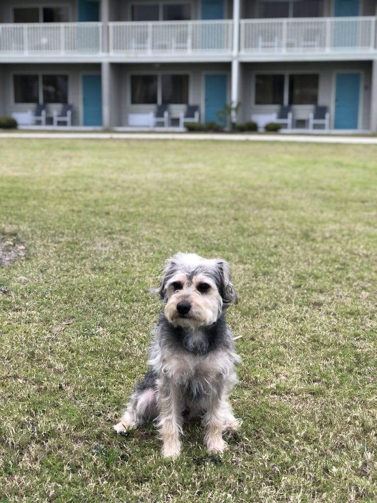 Jekyll Island: Holiday Inn Resort Jekyll Island Jekyll Island: Holiday Inn Resort Jekyll Island