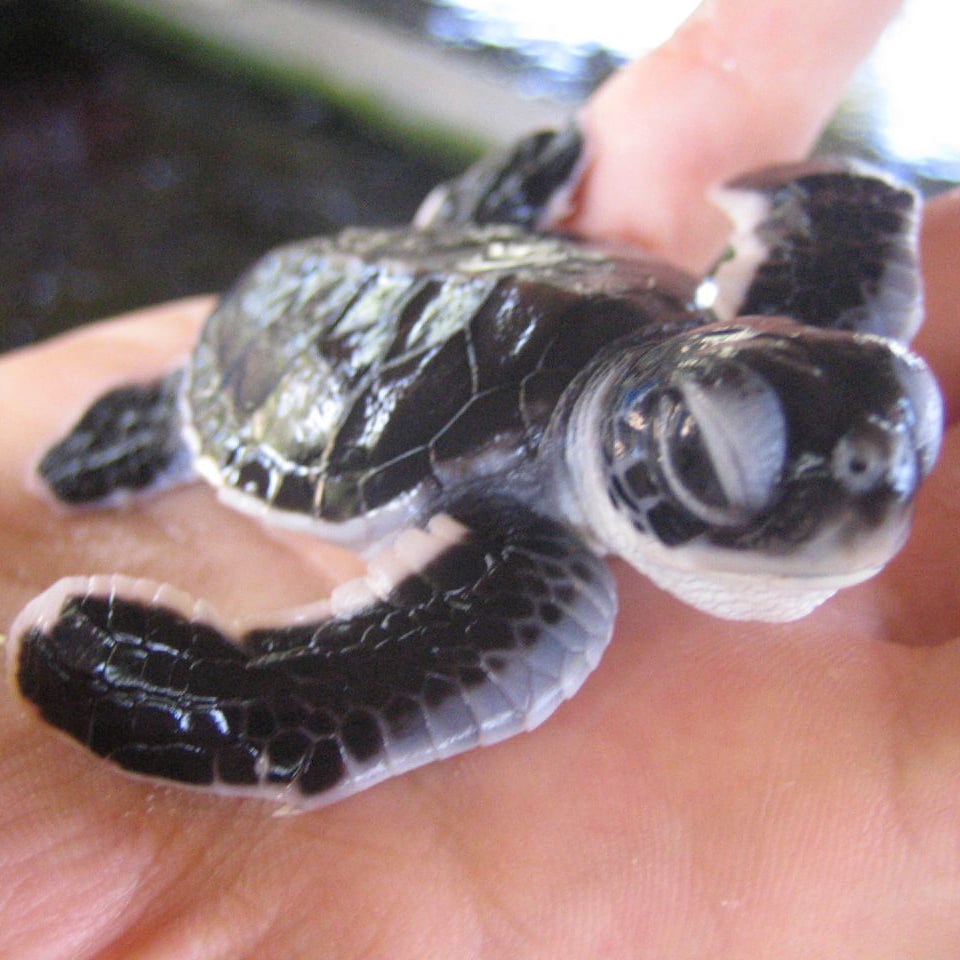 I'm tortoise-ly adorable.
Source: Flickr user Aiden Jones
