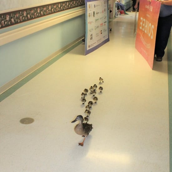 Mother Duck Parades Babies Around a Hospital