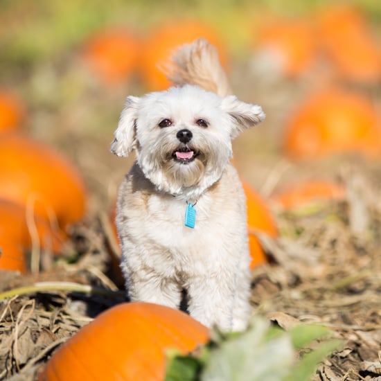 Cute Photos of Dogs in the Fall