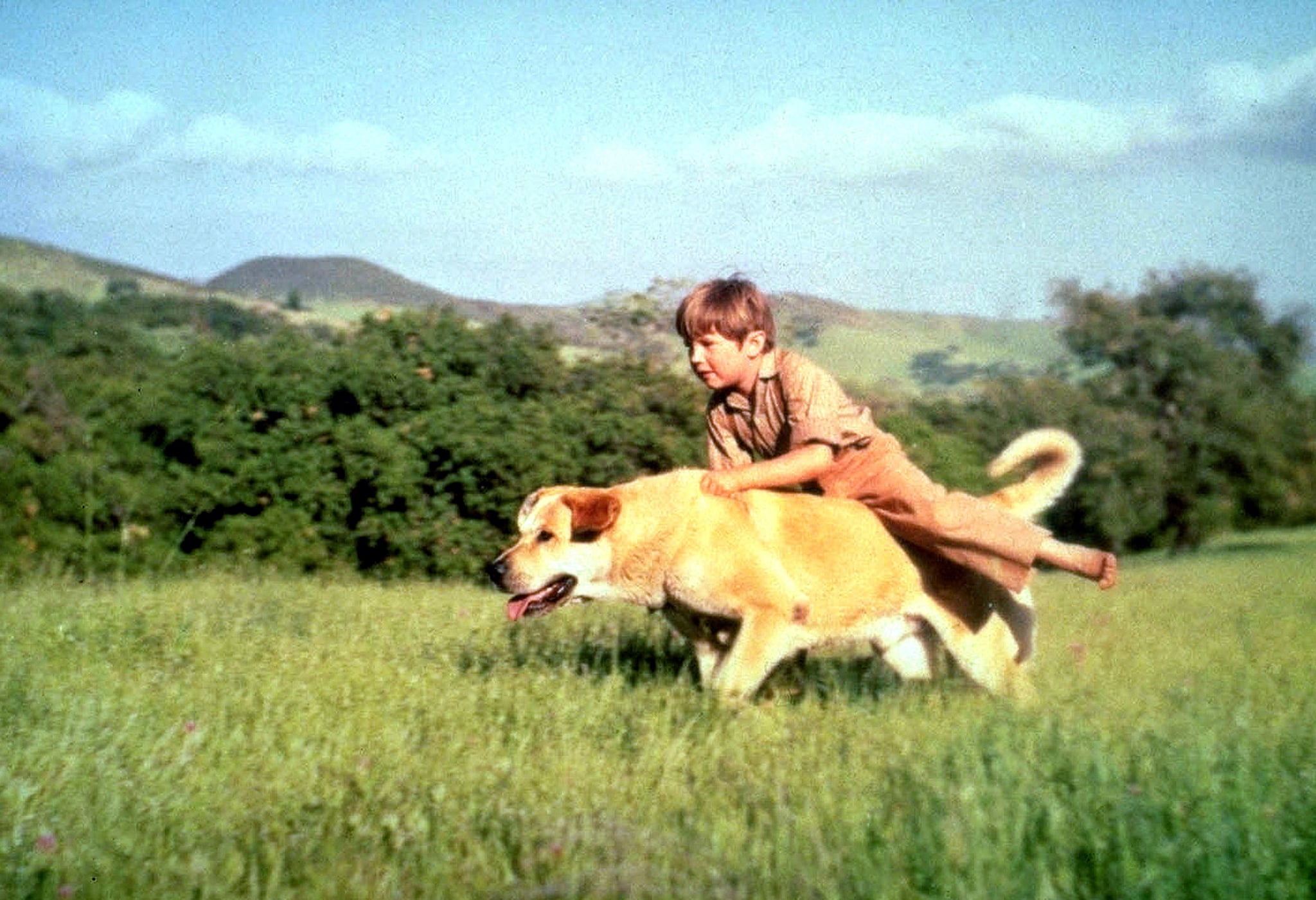 Movies About Animals on Disney+ | POPSUGAR Pets Movies About Animals on Disney+ | POPSUGAR Pets