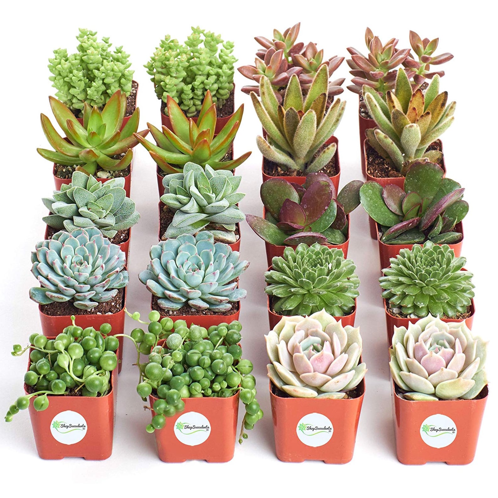 View of Best Cat-Friendly Plants | PS Home