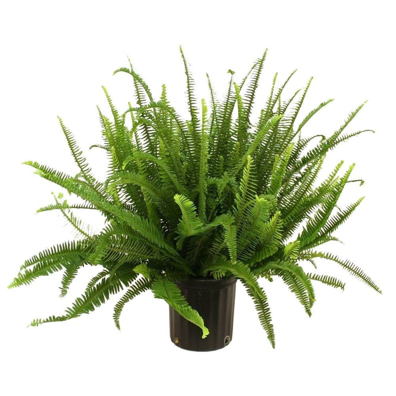 Kimberly Queen Fern