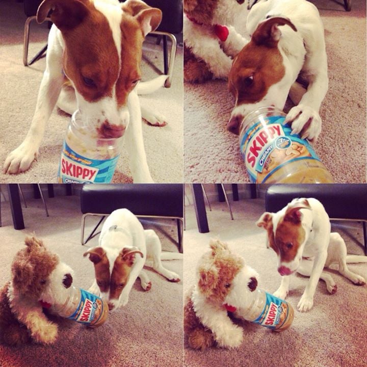 "Friend gave her dog an empty peanut butter jar last night and he shared it with his stuffed puppy."
Source: Reddit user StarryEyedLepus via Imgur