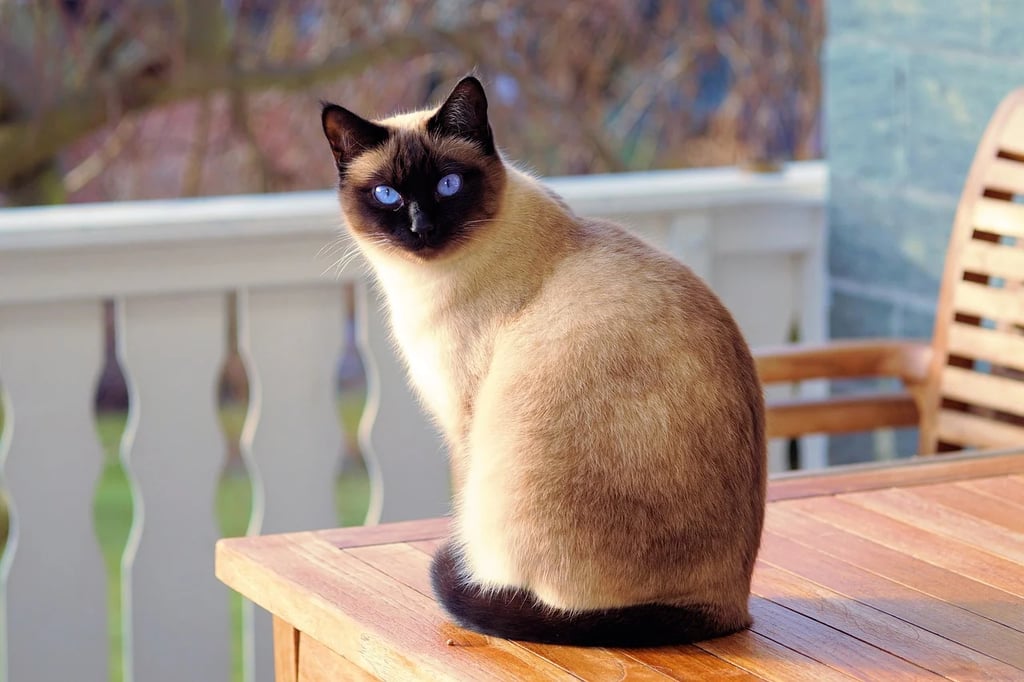 Best Cat Breeds For First-Time Owners: Siamese