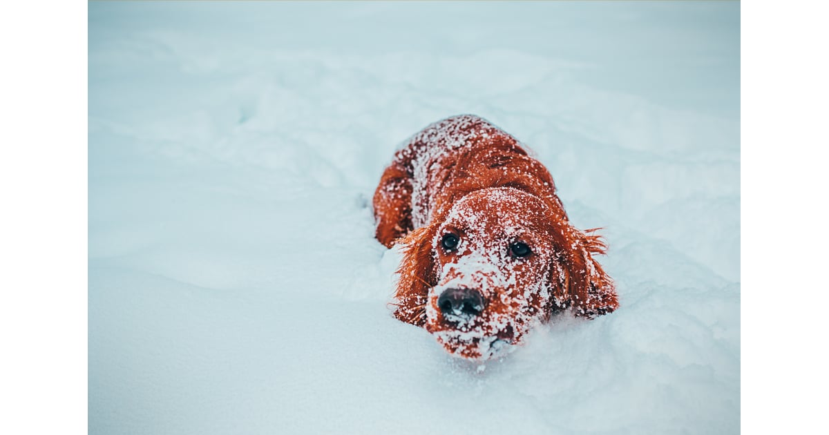 Cute Photos of Dogs in the Winter | POPSUGAR Pets Photo 3