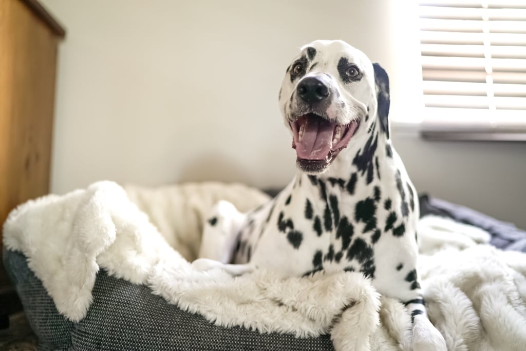 Best Anti-Anxiety Dog Beds