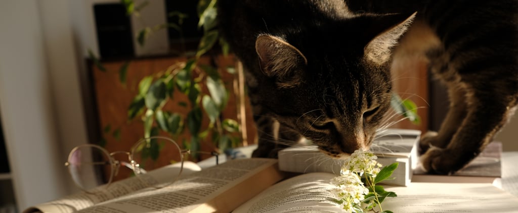 Why Does My Cat Love to Knock Things Over?