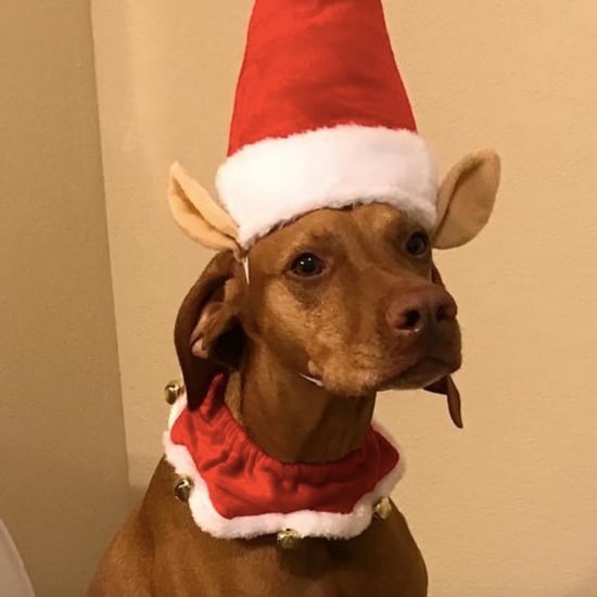 Woman Dresses Dog Up as Elf on the Shelf