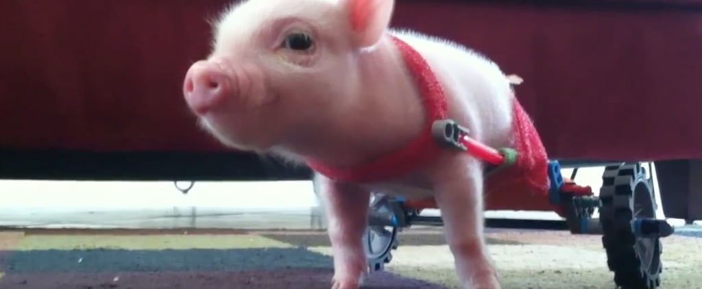 Baby Animals With Special Needs | Video