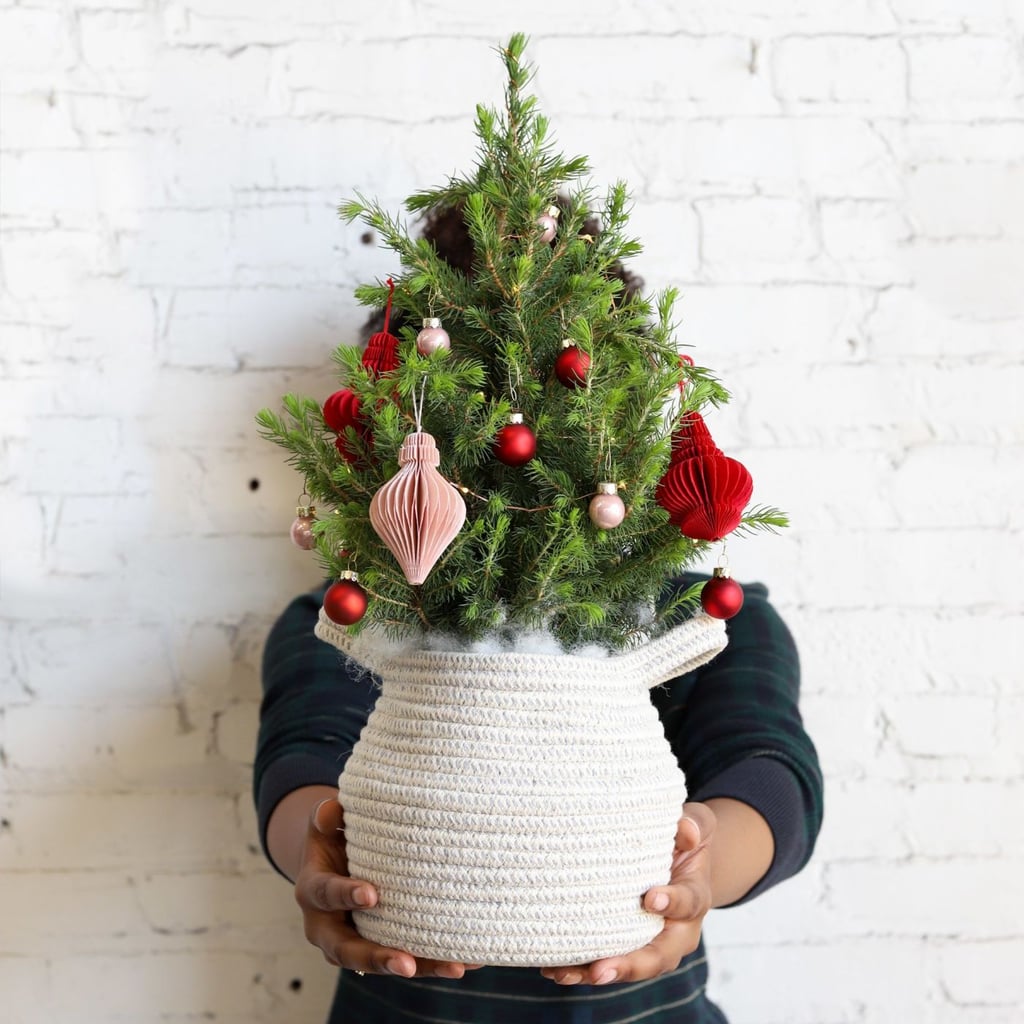 Best Live Tabletop Christmas Trees 2019
