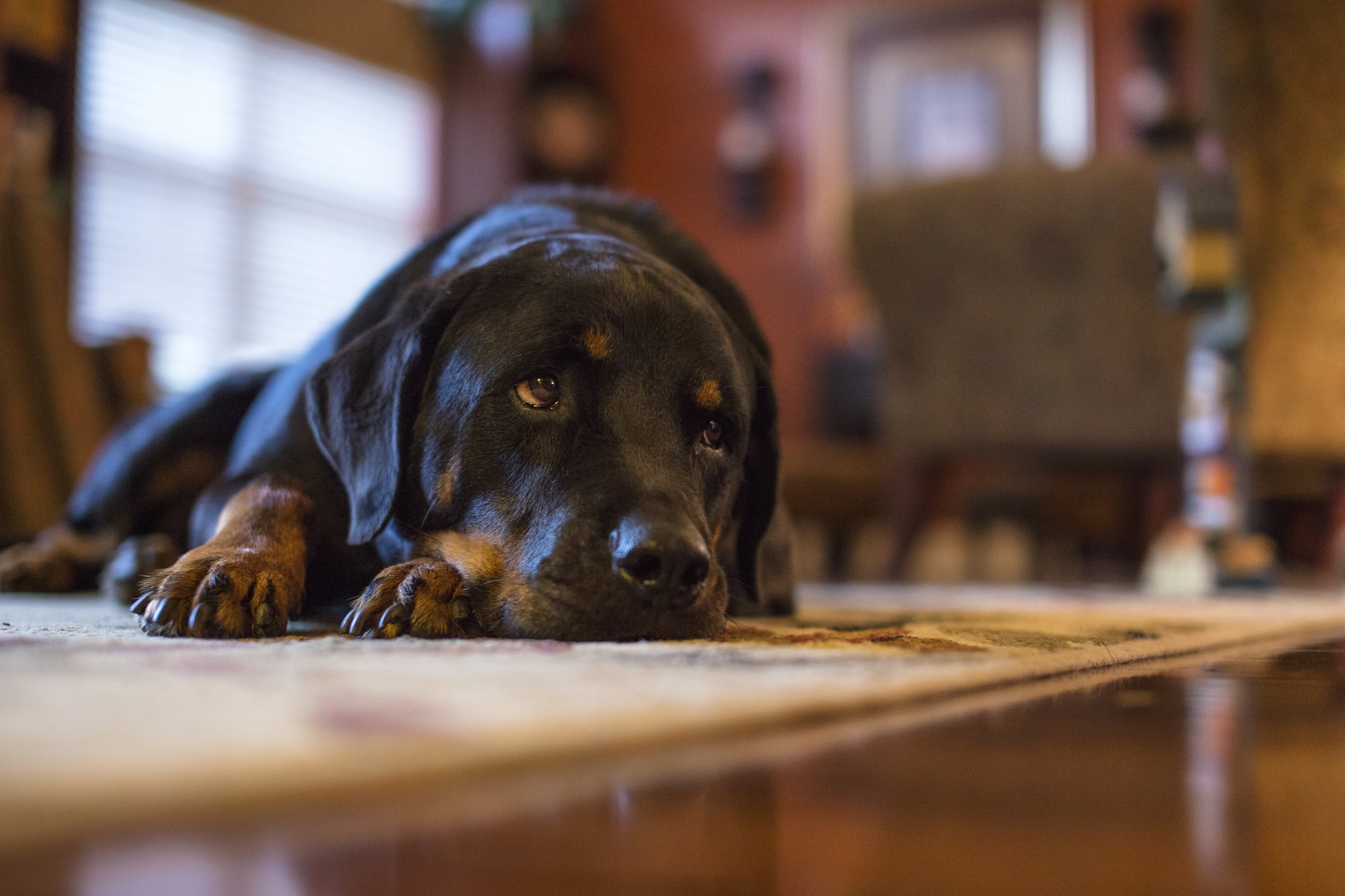 Student Writes Teacher a Poem About Her Dog | POPSUGAR Family
