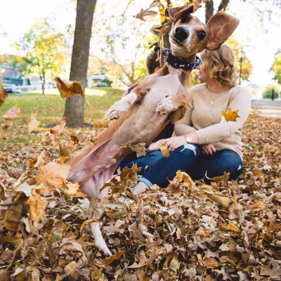 Dog Photobombs Engagement Photo Shoot by Playing in Leaves