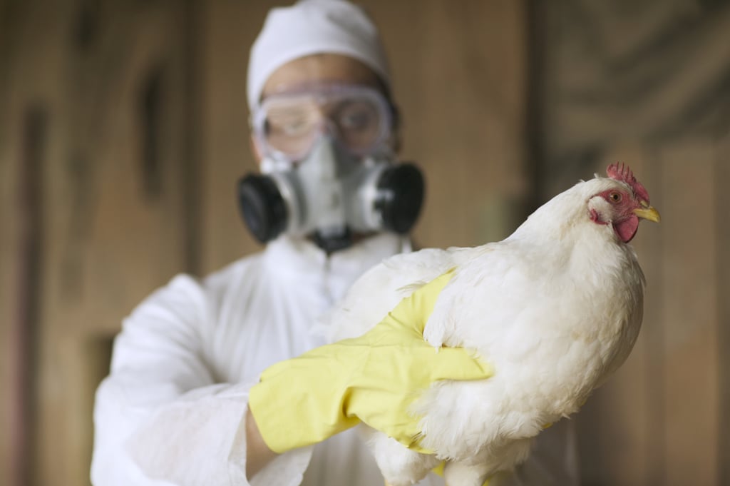 The 2022 Bird Flu Outbreak, Explained POPSUGAR Fitness