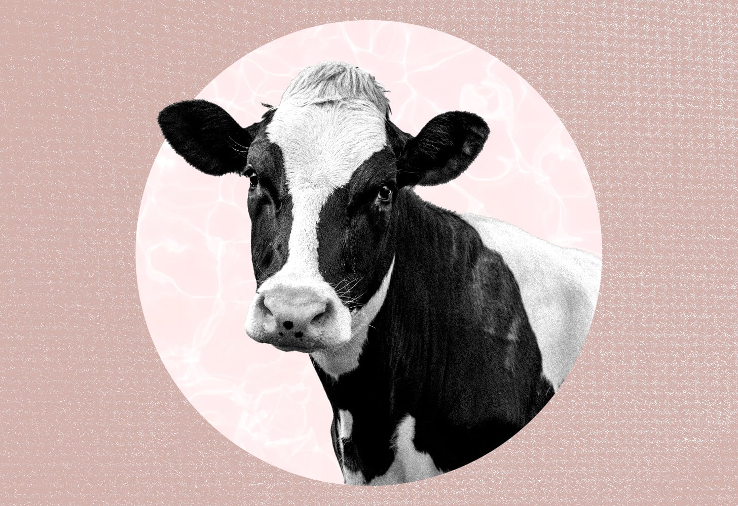Beef Tallow Skin Care 