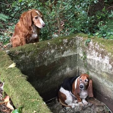 Dog Stands Guard Until Friend Is Rescued