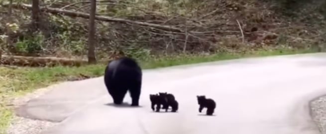 Couple Waits in Car as Black Bear Walks Cubs Across Road