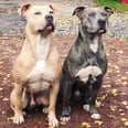I Can't Stop Staring at These Perfectly in Sync Pit Bull Brothers — They're SO Well Trained!