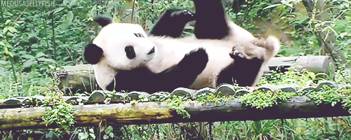 When this panda just wanted to take a little snooze