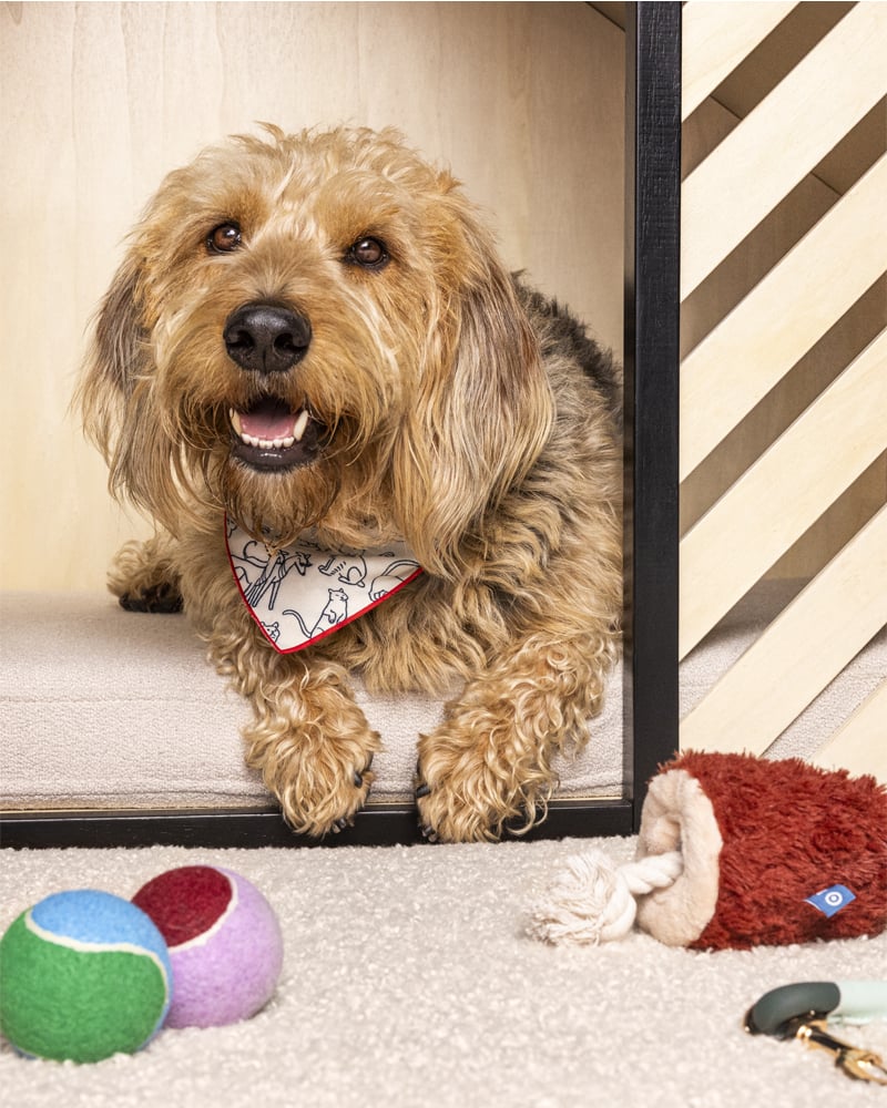 Target Unveils The Cuddle Collab Pet Collection, Coming Soon