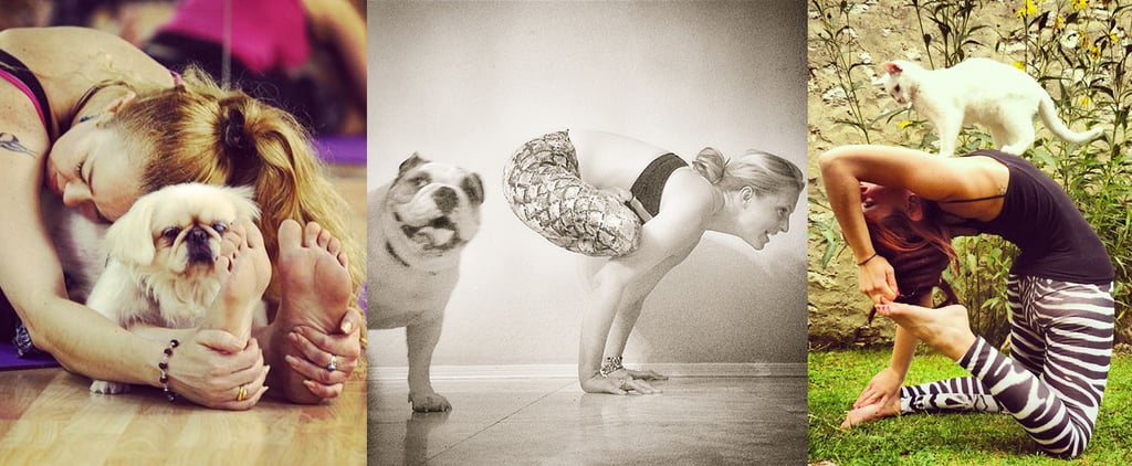 Yoga With Pets
