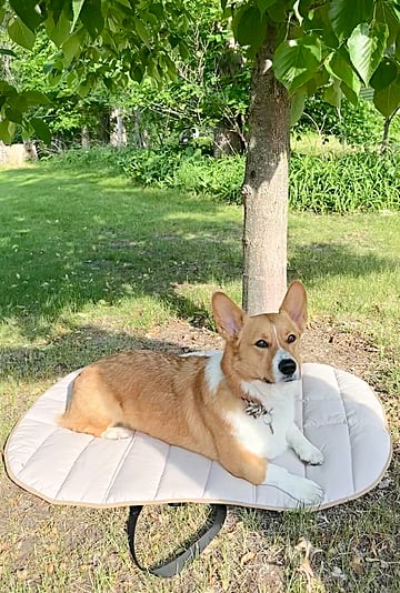 Lesure Travel Dog Bed on Amazon | Review