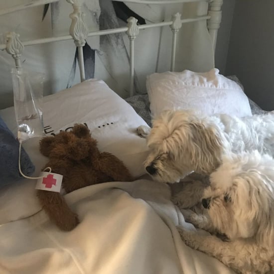 Dad Texts Family About Saving Dog's Stuffed Animal's Life