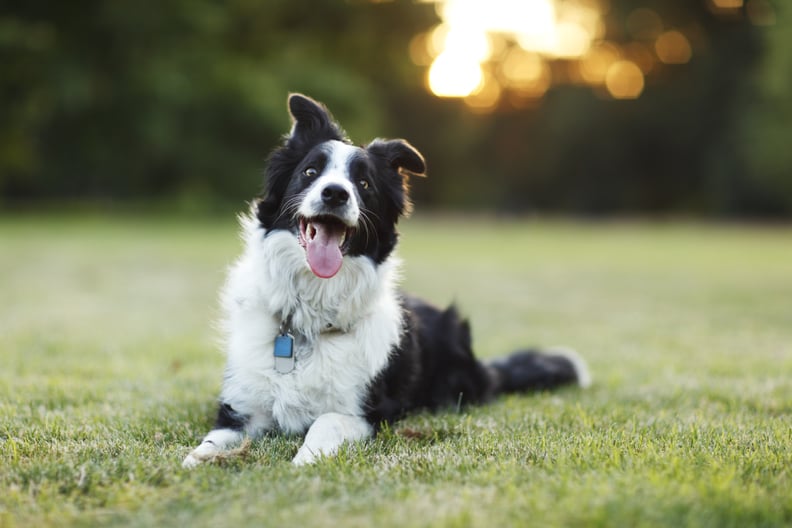 A happy border collie dog lays down on grass with its tongue out outdoors.