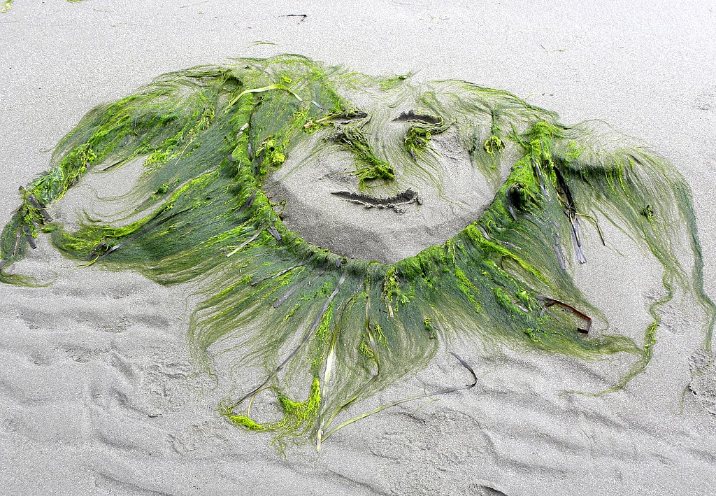 Create a Seaweed Masterpiece
