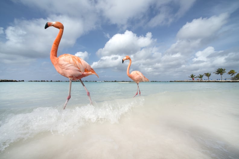 These flamingos who enjoy long walks on the beach.