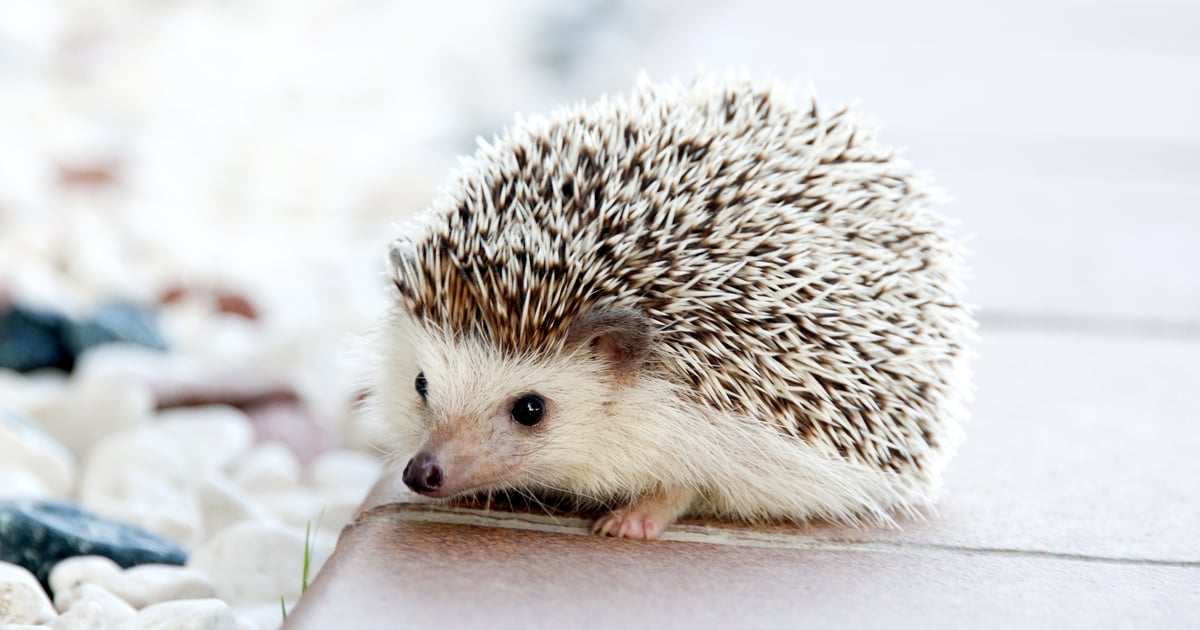 Thinking About Getting a Pet Hedgehog? Here's What You Need to Know