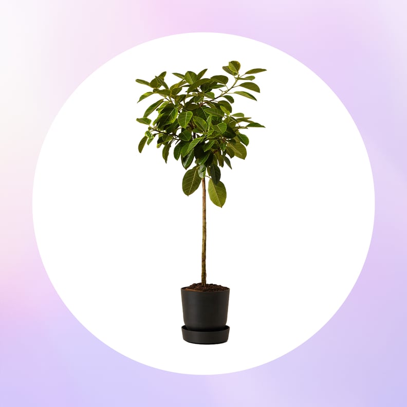 Antoni Porowski's Investment Must Have: Potted Ficus Altissima Tree Indoor Plant