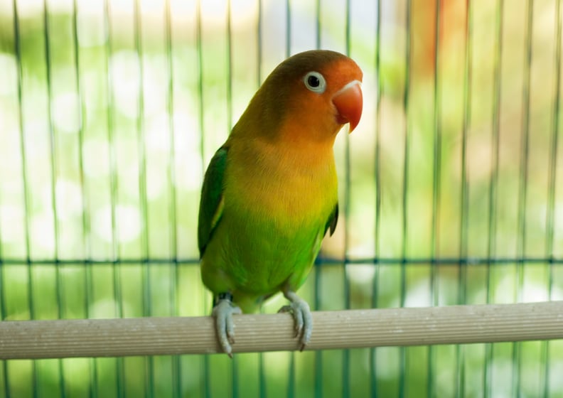 Libra (Sept. 23-Oct. 22): Parakeet